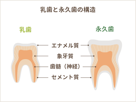 乳歯と永久歯の違いを表したイラスト